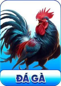 đá gà